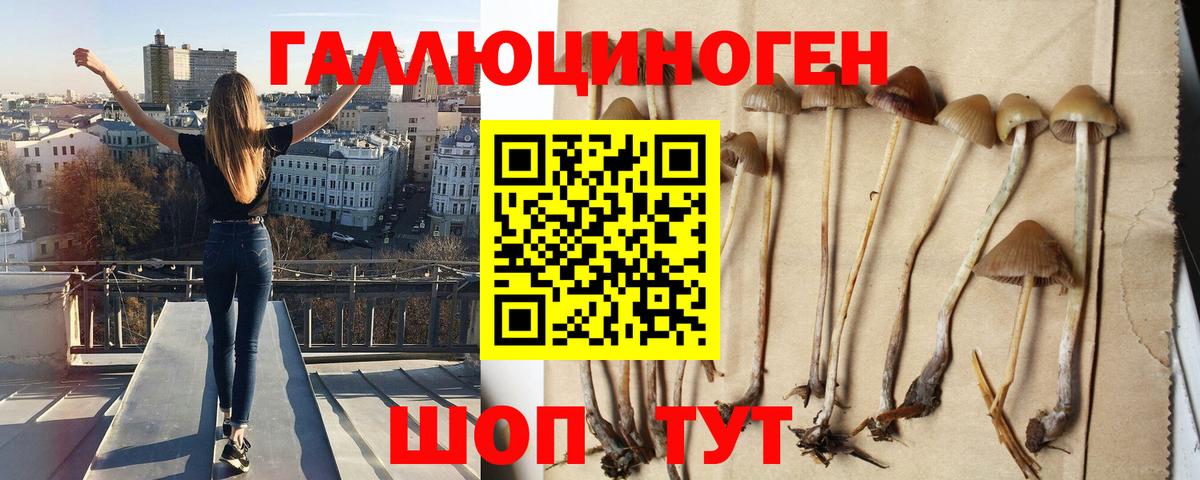 Псилоцибиновые грибы Psilocybe  Вход с VPN  Псилоцибиновые грибы GOLDEN TEACHER  Северобайкальск 