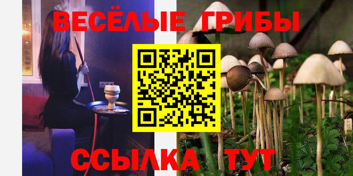 Галлюциногенные грибы Psilocybe Северобайкальск